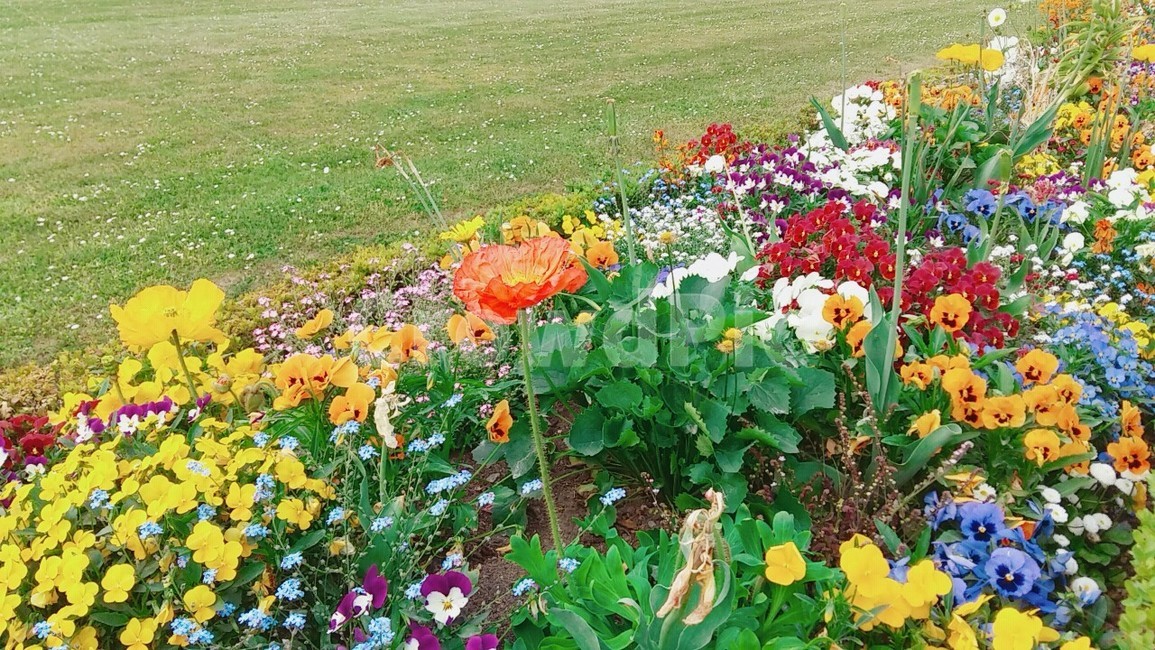 꽃,화단,꽃밭,형형색색,뷔르츠부르크,식물,자연,plants,nature,꽃,flower