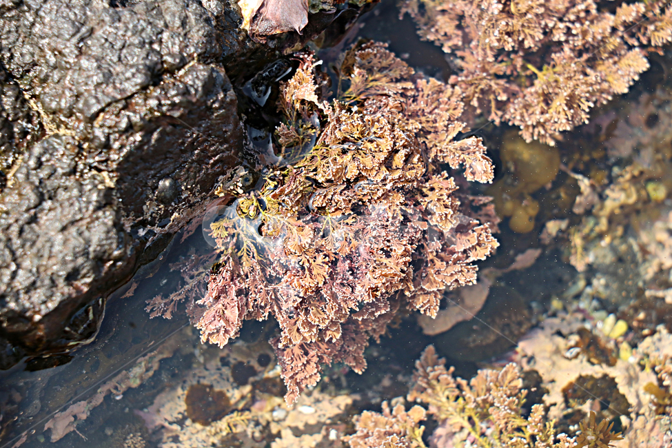 nature,자연,outdoors,옥외,해양생물,대양,ocean,water,물,바다,sea,plant,식물