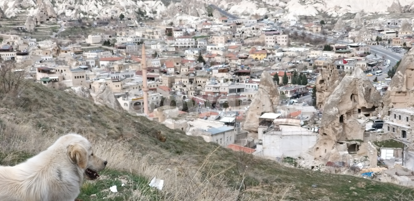 애완동물,dog,개,nature,turkey,cappadocia,터키,카파도키아,황량함,기다림