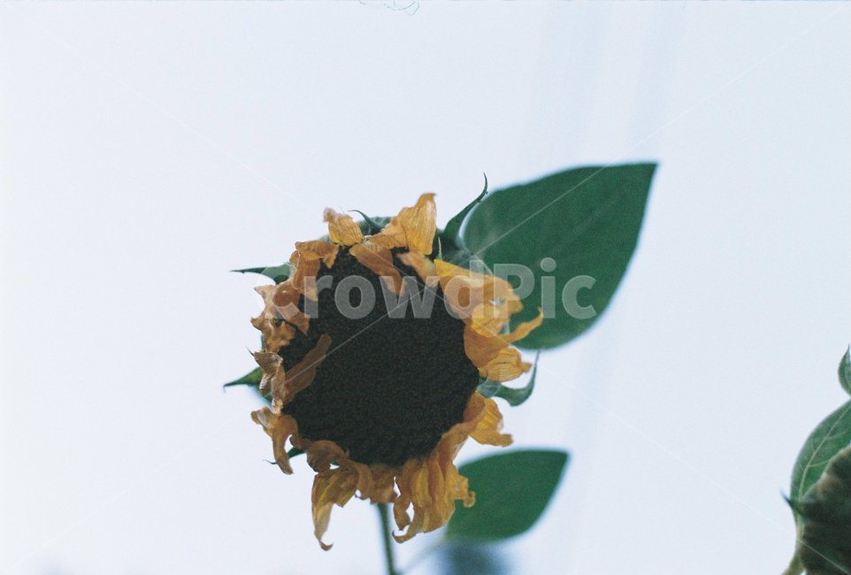 해바라기,sunflower,꽃,flower,식물,plant,식물,자연,plants,nature,꽃,flower