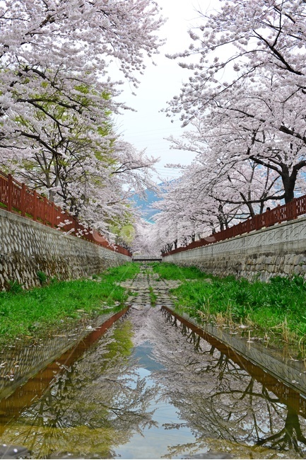 경남,진해,창원,공원,계절,tree,여좌천,나무,cherryblossom,벚꽃,plant,식물,flower,blossom,꽃,물,봄,봄꽃,저수지,반영,자연,풍경,nature,landscape