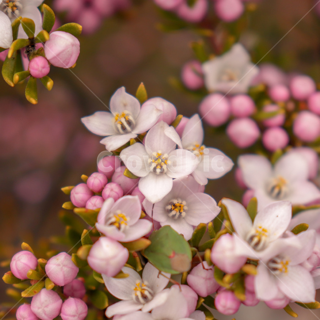꽃,flower,야생화,wildflower,꽃잎,petal,wildplant,꽃말,야생식물,symbolism,호주꽃,호주식물,식물,자연,plants,nature,꽃,flower