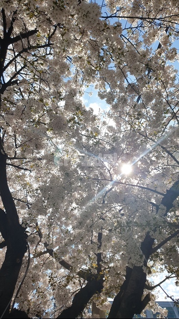 벚꽃,꽃,봄,식물,자연,cherryblossom,flower,spring,plants,nature,pink,tree