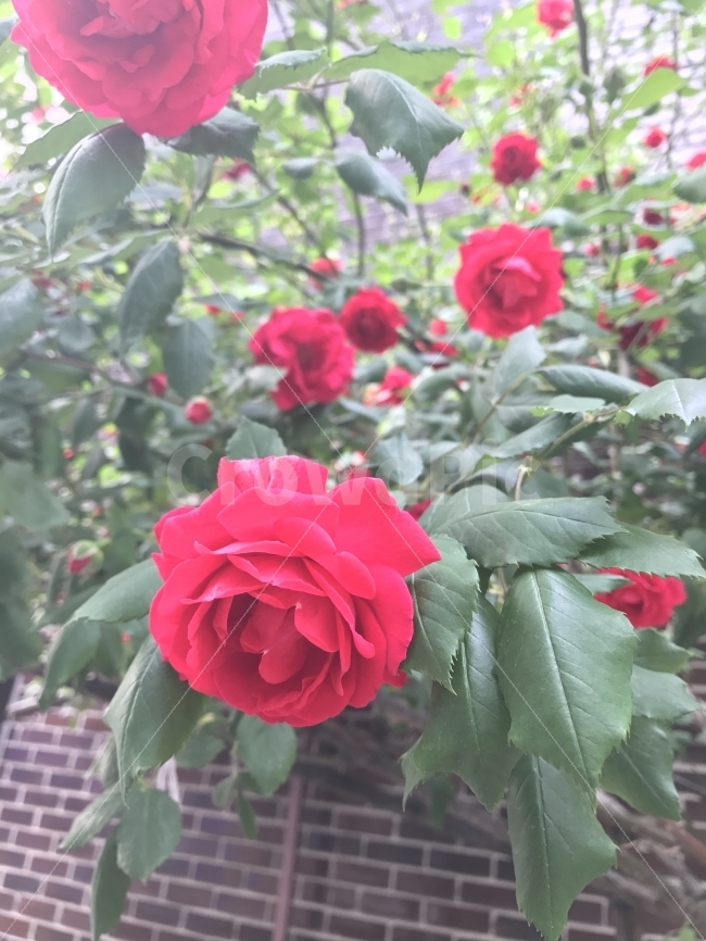 배경화면,바탕화면,장미,장미꽃,꽃,붉은장미,식물,자연,plants,nature,꽃,flower