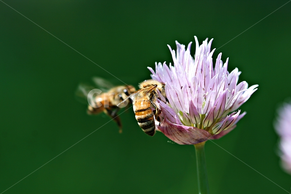 곤충,꽃,식물,화단,야외,봄꽃,bee,벌,invertebrate,무척추 동물,insect,animal,동물,honey bee,꿀벌