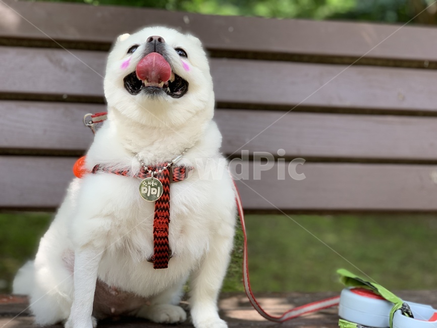 강아지,반려견,dog,개,포메라니안,포메,포메라니언,pomeranian,산책,더움,여름,혀,볼터치,목줄,강아지산책
