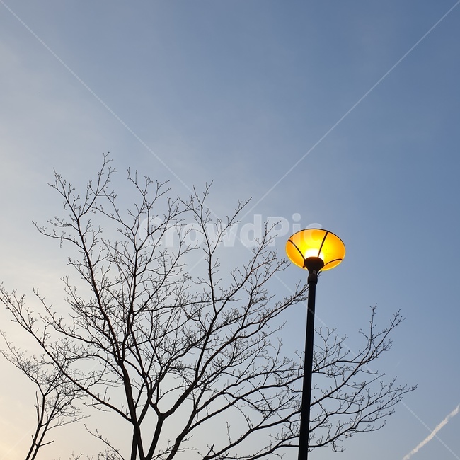 하늘,나무,가로등,초저녁,겨울,야경,밤,풍경,nightscape,night,landscape,lamp post,램프 포스트