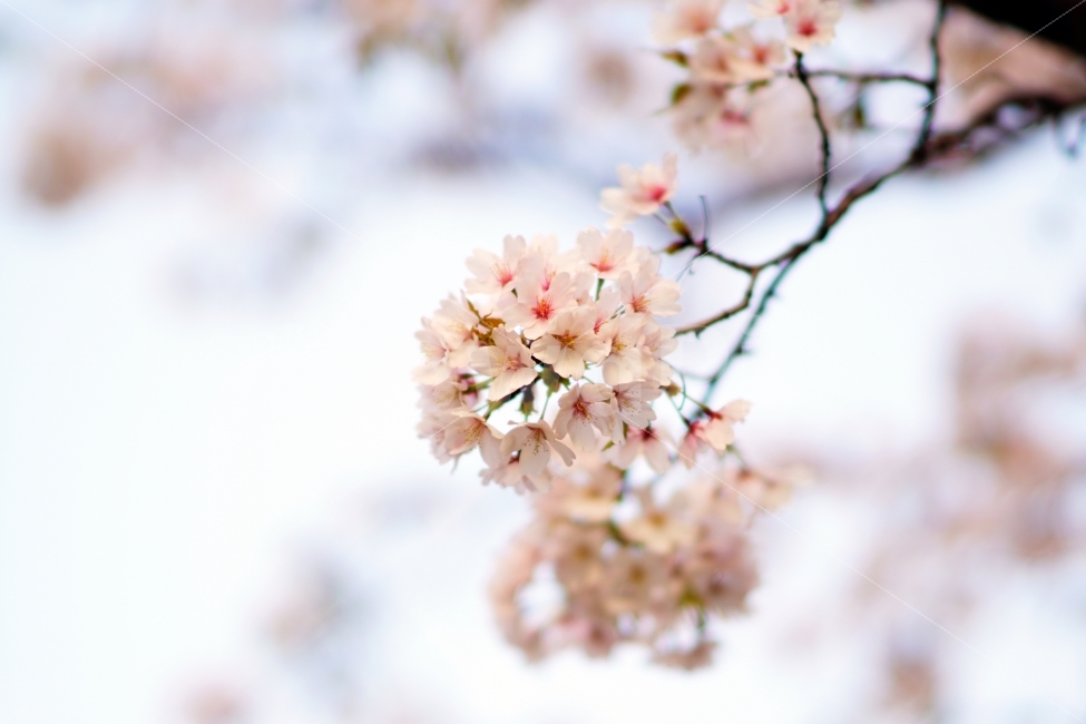 벚꽃,꽃,감성,따뜻함,분홍,cherryblossom,flower,sensitivity,sensibility,warm,pink,식물,자연,plants,nature,봄,계절,spring,season,꽃,flower,plant,blossom