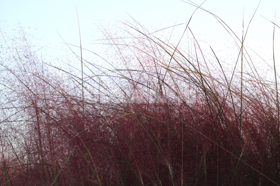 핑크뮬리,뮬리,식물,자연,벼과,분홍쥐꼬리새,가을,가을,계절,fall,autumn,season,plant,grass,잔디,lawn