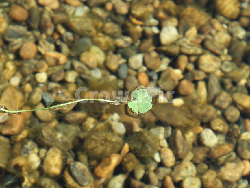 물,떠있는,네잎클로버,행운,자갈,luck,식물,자연,plants,nature