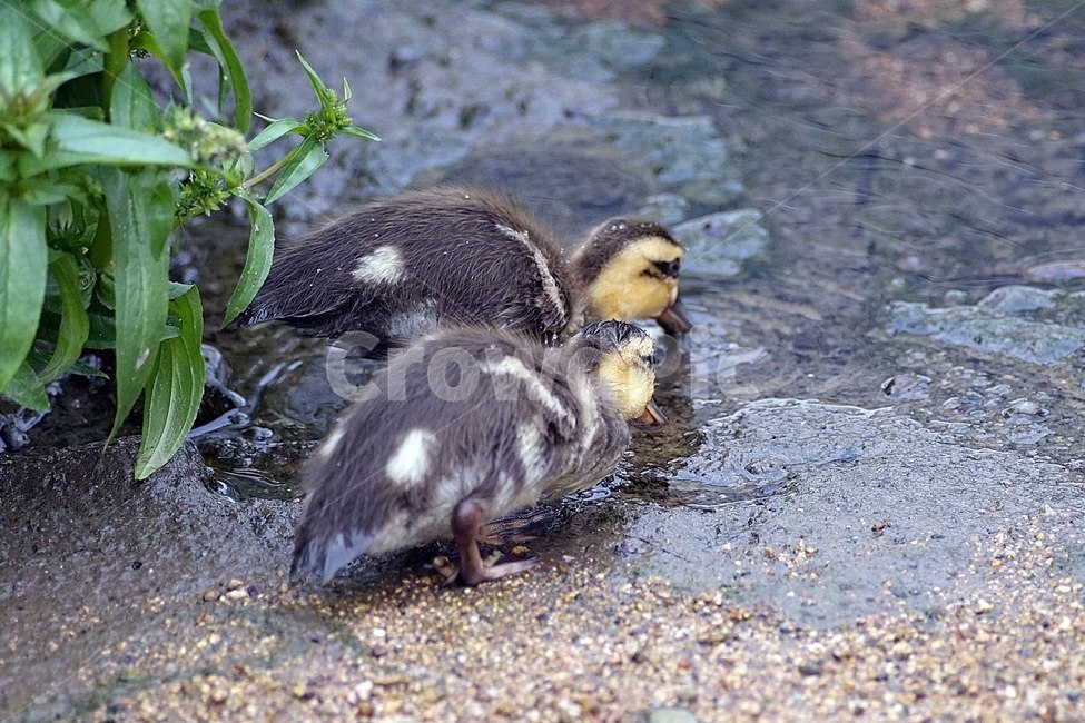 오리,흰뺨검둥오리,아기오리,새끼오리,탐조,조류,새,동물,animal,조류,새,birds