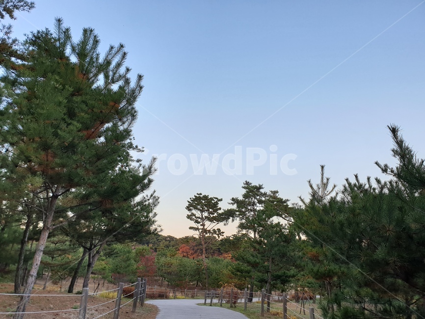 풍경,힐링,나무,나뭇길,가을