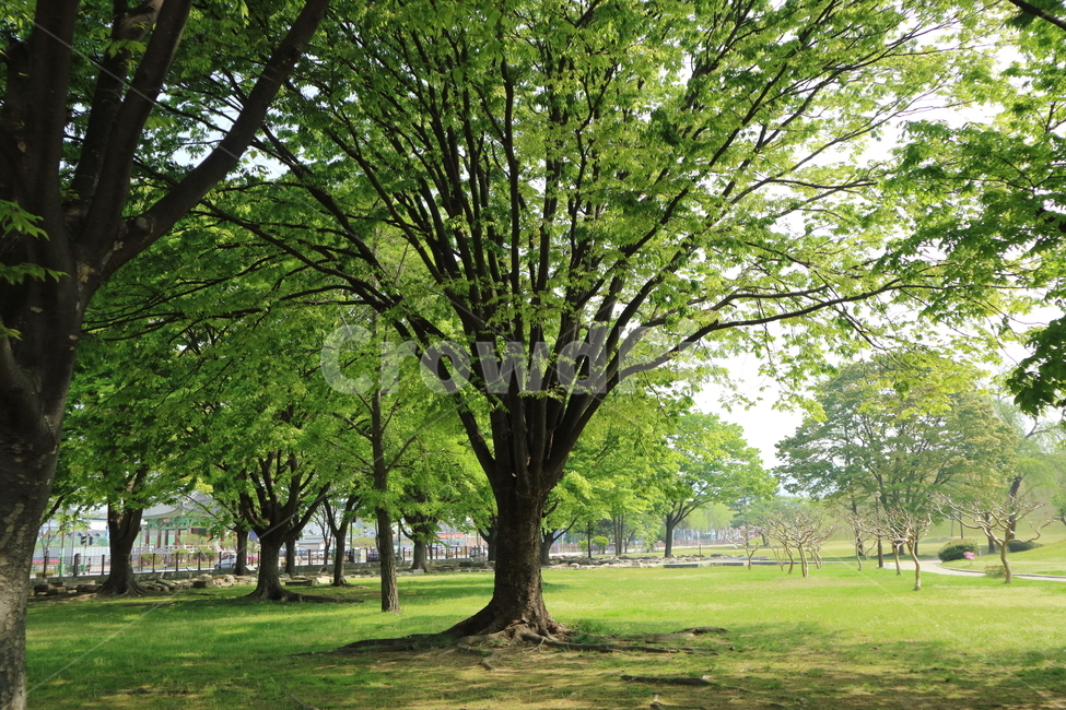 나무,숲,잔디,공원,풍경,울창,여름,햇빛,청량,tree,forest,sunny,park,summer,landscape