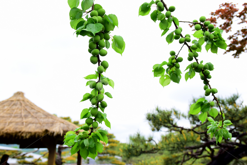매실,열매,청매,청매실,초록,매실가지,매실나무,매실잎,매실새싹,plum