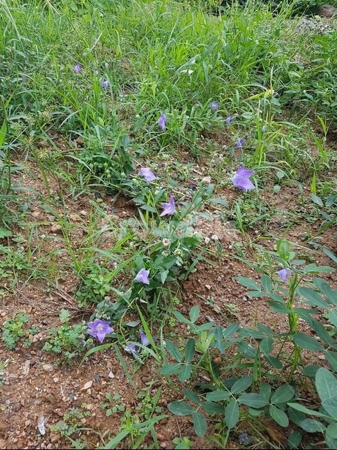 식물,도라지,도라지꽃,가을,추석,수확,꽃,식물,자연,plants,nature