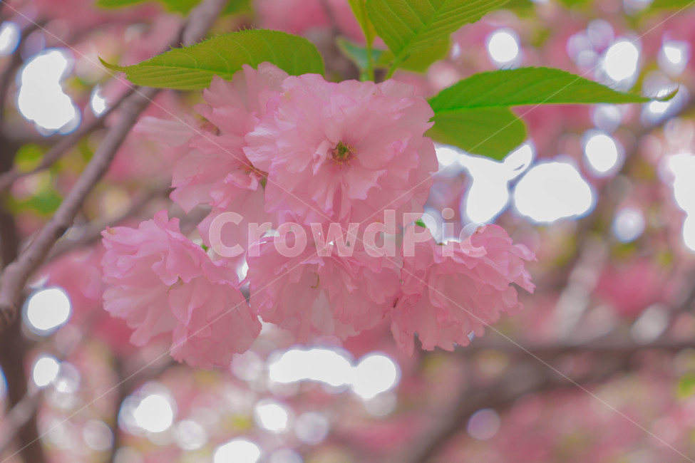꽃,봄,꽃잎,꽃놀이,벚꽃,겹벚꽃,봄사진,봄,계절,spring,season,식물,자연,plants,nature,꽃,flower,plant,blossom