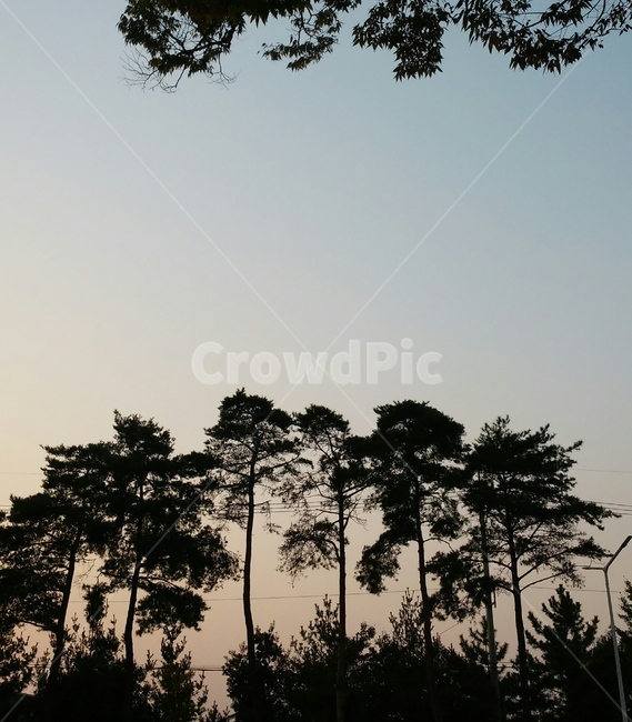나무,구름,하늘,노을,분위기