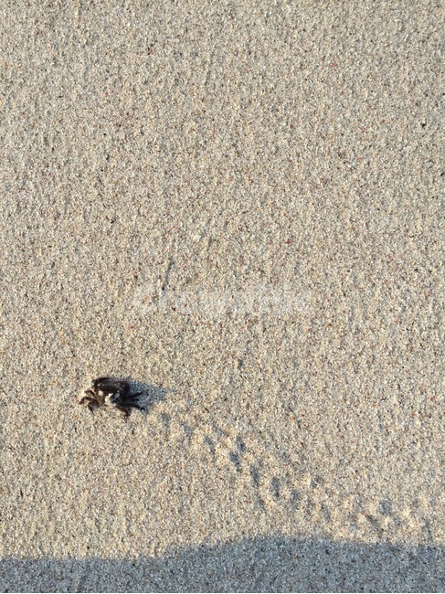 바다,게,작은게,모래,자연,sea,sand,crab