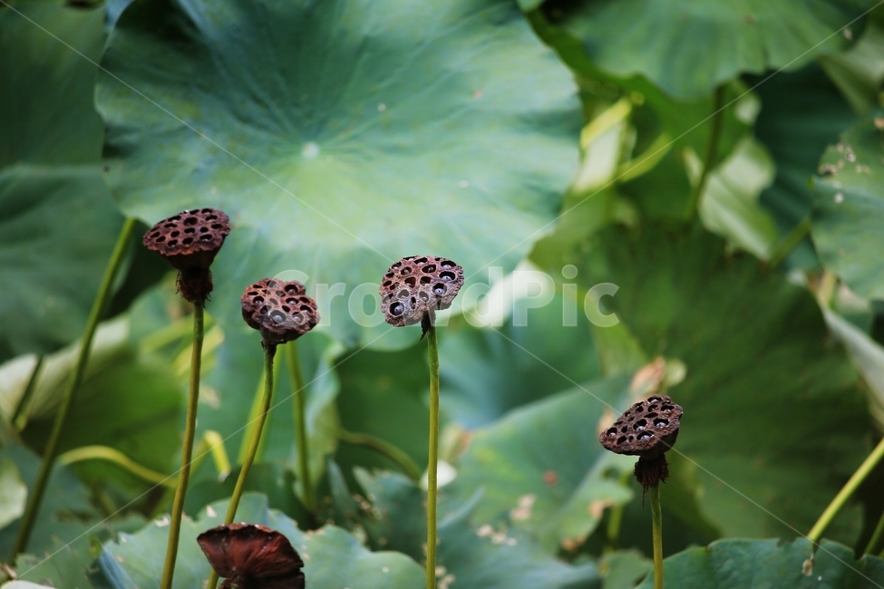 연밥,식물,식물원,연,연잎,식물,자연,plants,nature,꽃,flower