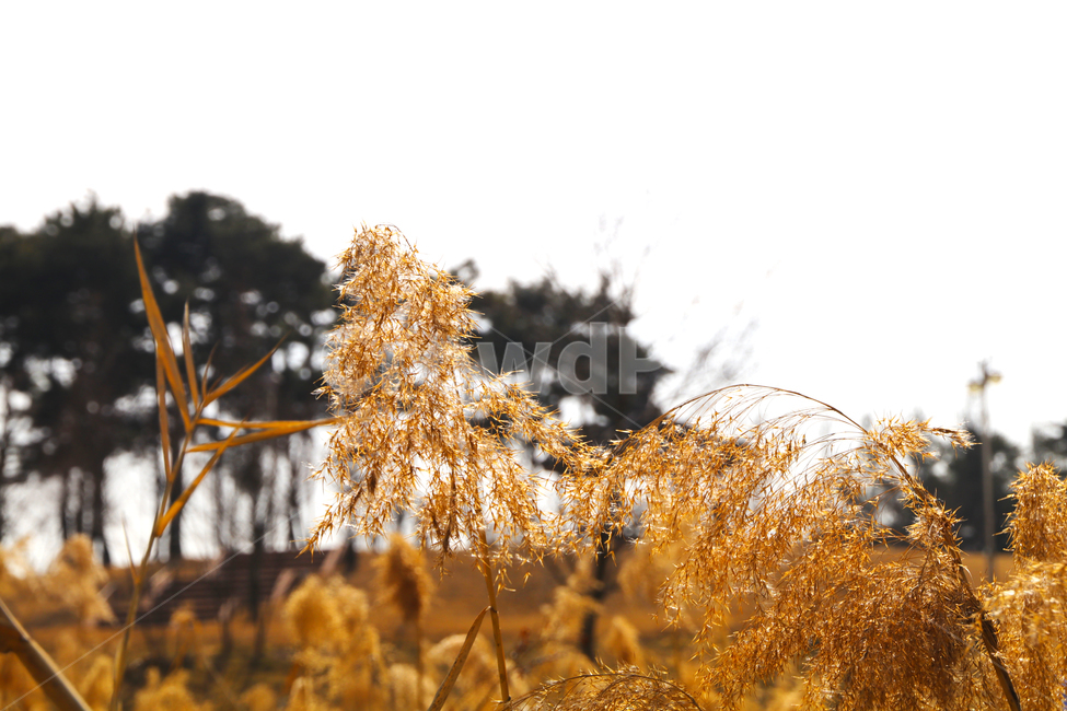 갈대,억새,하천,숲,산,나무,가을,추억,쓸쓸함,고요함,자연,풍경,nature,landscape,plant,식물,food,음식,vegetable,야채,grain,곡물