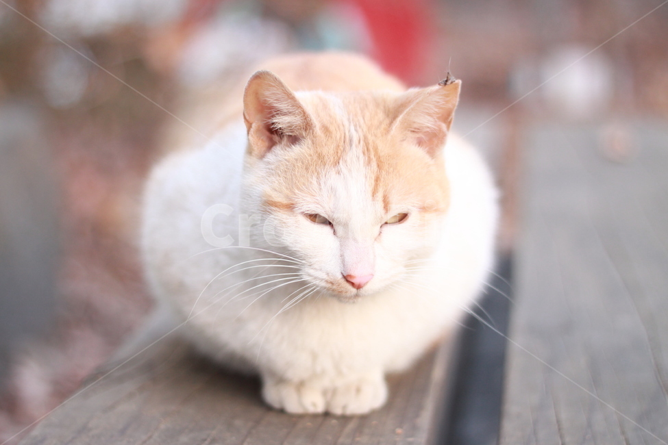 stray cat,cat,cuteness,abandoned cat,animal,cute