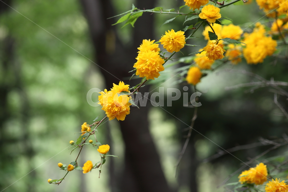 죽단화,겹황매화,꽃,봄,kerriajaponica