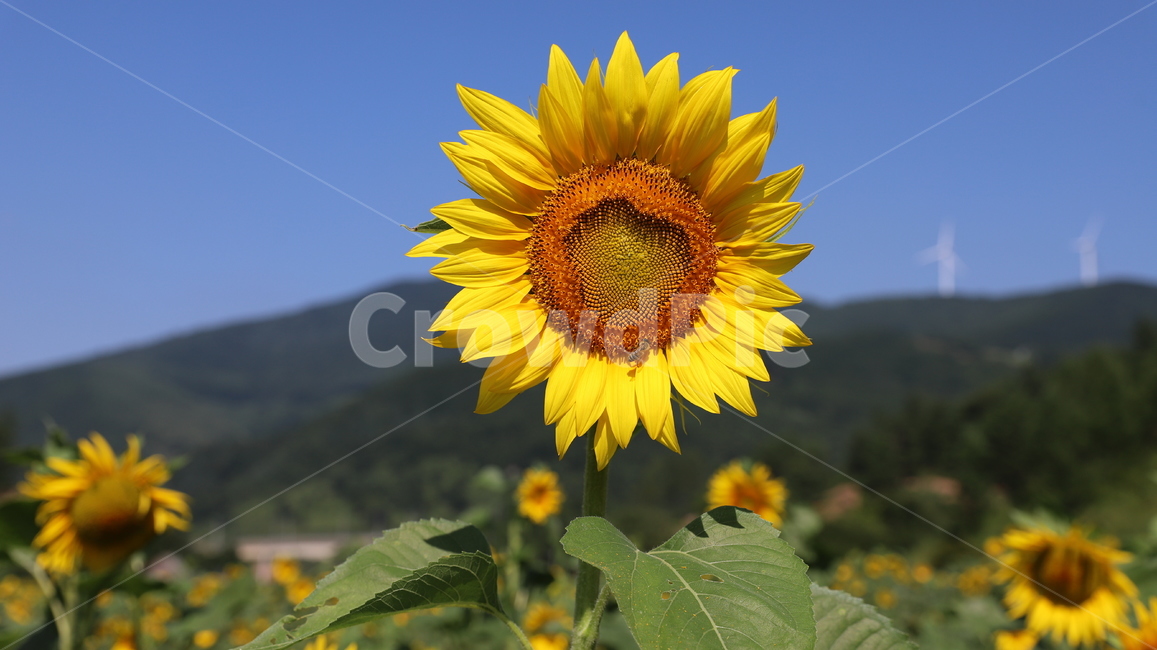 해바라기,여름,계절,노랑색,녹색잎,파란하늘,하늘,숲,풍경,식물,꽃,blossom,flower,plant