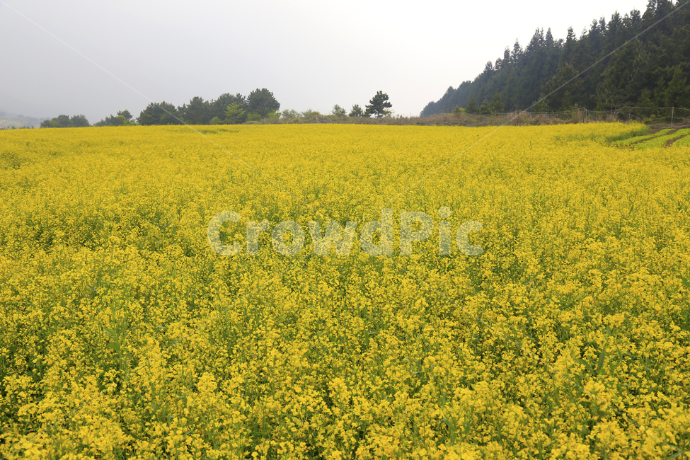 유채,유채밭,노랑,식물,유채꽃,봄,계절,spring,season,자연,풍경,nature,landscape,한국자연풍경,한국자연경관,korea nature landscape,outdoors,옥외,field,들,grassland,목초지,rural,농촌,farm,농장,meadow