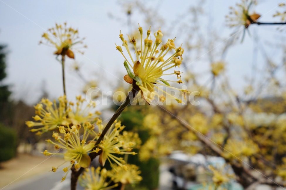 산수유,꽃놀이,봄,꽃,식물,꽃접사,flower,spring,plant