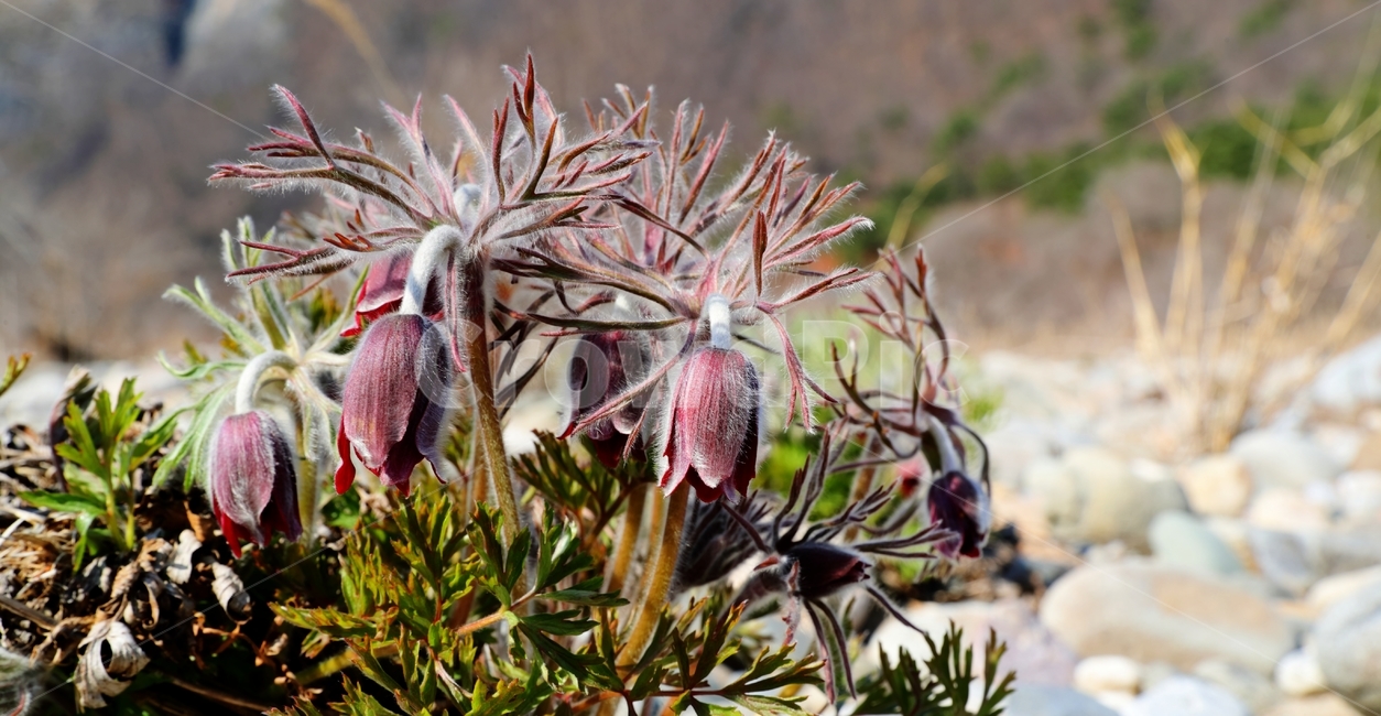 꽃,동강,할미꽃,봄,강,식물,자연,plants,nature,꽃,flower