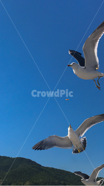 하늘,갈매기,새,조류,시원한,동물,seagull