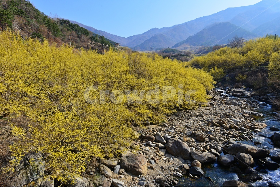 전남,구례,산동,산수유마을,산동산수유마을,산수유,산수유꽃,봄꽃,봄,계절,노랑꽃,mountain,산,mountainrange,산맥,nature,자연,outdoors,옥외,water,물,자연,풍경,nature,landscape