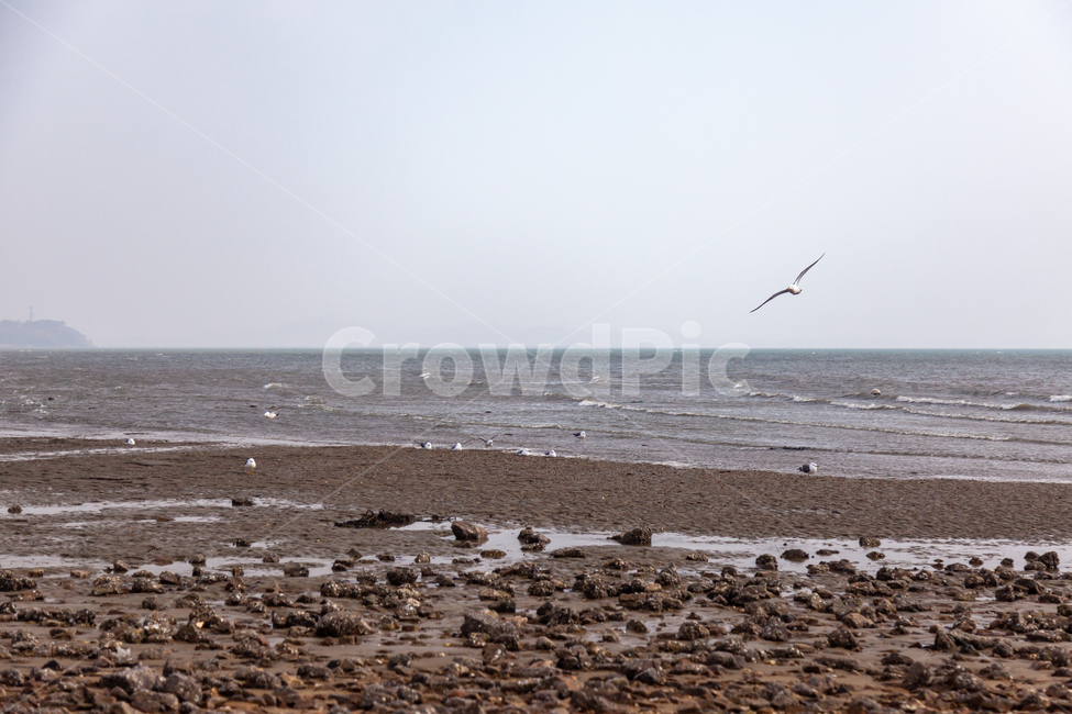 동물,bird,새,갈매기,물,water,대양,바다,서해,서해안,서해바다,제부도,ocean,nature,자연