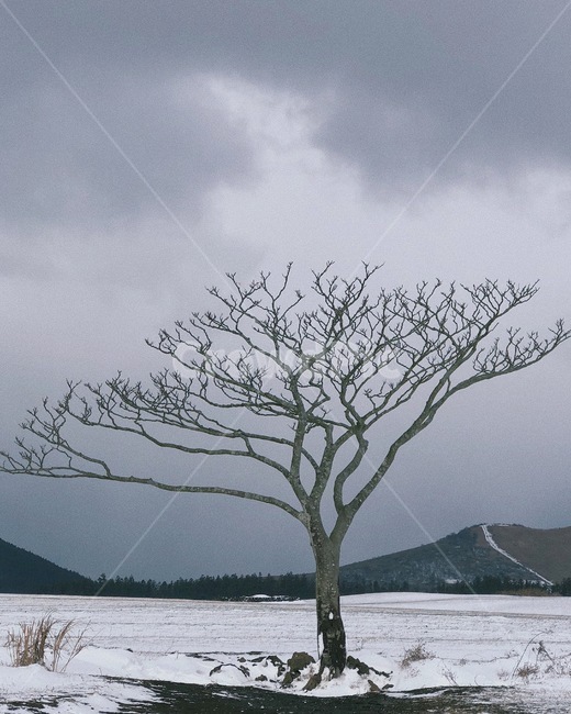 나무,눈,구름,산,흐림,겨울,계절,winter,season,자연,풍경,nature,landscape,식물,plants,나무,trees,wood,tree,plant,tree trunk,나무 줄기