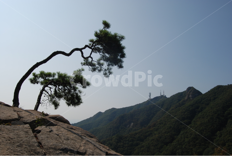 계룡산,국립공원,나무,하늘,바람,자연,풍경,nature,landscape,한국자연풍경,한국자연경관,korea nature landscape,plant,식물,tree,outdoors,옥외