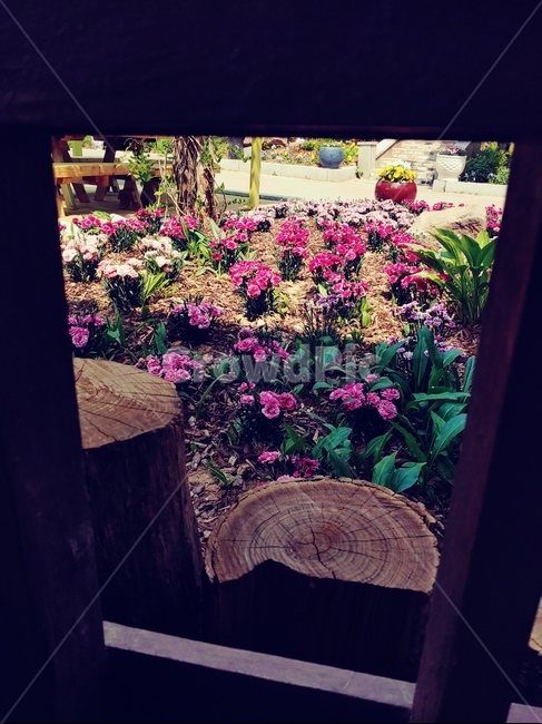 액자,frame,꽃,flower,산책