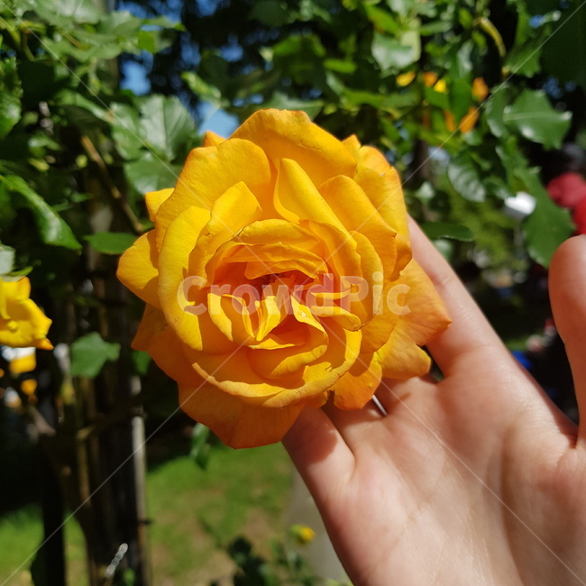 장미,rose,flower,plant,꽃,blossom,식물,자연,plants,nature,꽃,flower