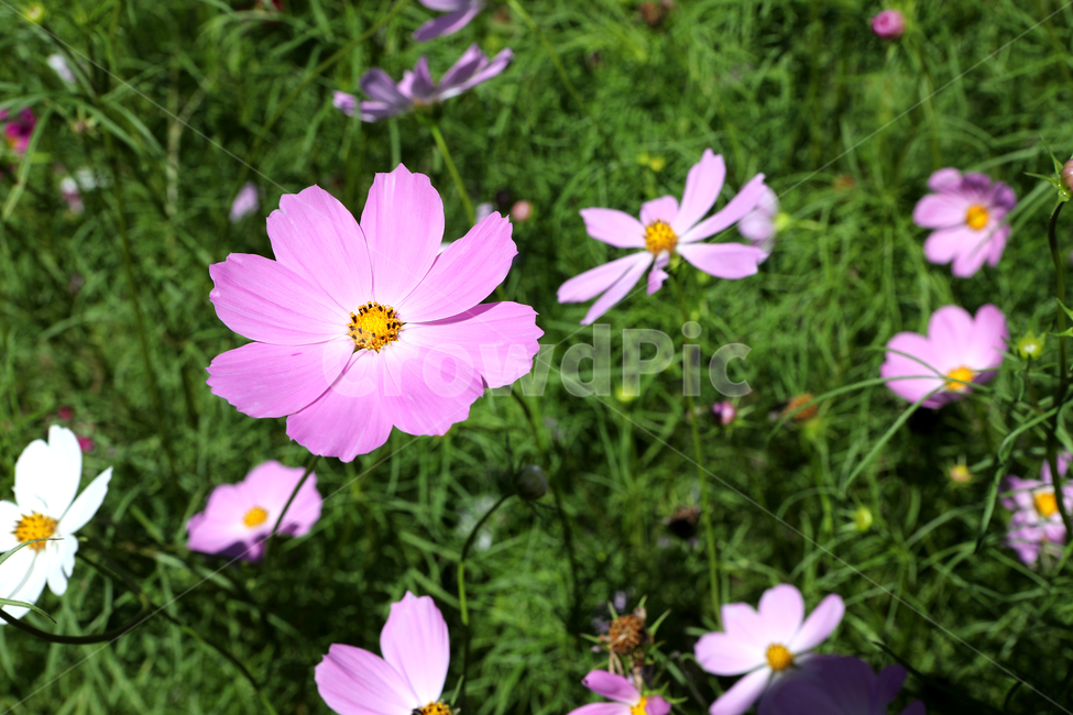 코스모스,꽃,여름풍경,꽃밭,풍경,가을,계절,fall,autumn,season,식물,자연,plants,nature,꽃,flower,blossom,geranium,제라늄,plant,petal,꽃잎