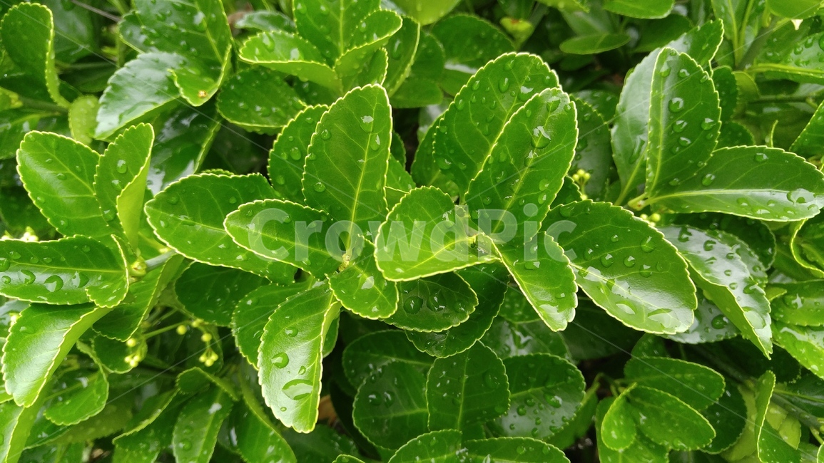 사철나무,식물,잎,연두색,녹색,비,배경,감성,계절,sagallus,plants,leaf,green,background,rain,emotional,season