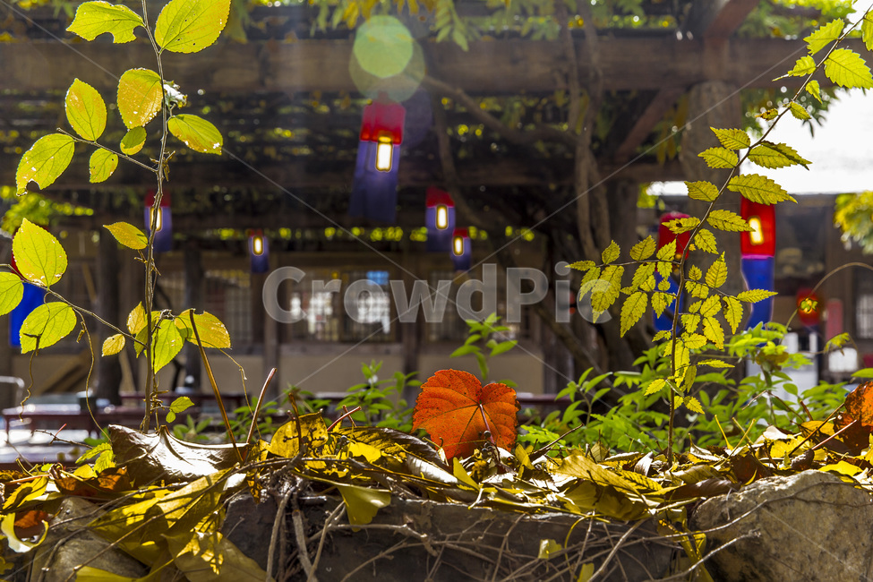 돌담,담벼락,청사초롱,낙엽,가을,감성,가을,계절,fall,autumn,season,한국전통,한국문화,korean traditional,korean culture,식물,자연,plants,nature,휴식,힐링,rest,relaxation,healing,leaf,잎,plant
