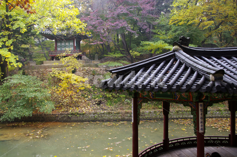 창덕궁,창덕궁후원,승재정,관람정,고궁,건축,전통건축,traditional,전통,기와지붕,가을,fall,나무,식물,plant,단풍,잎,낙엽,한국전통,한국문화,korean traditional,korean culture,건축물,건물외관,exterior,building,structure,architecture,construction