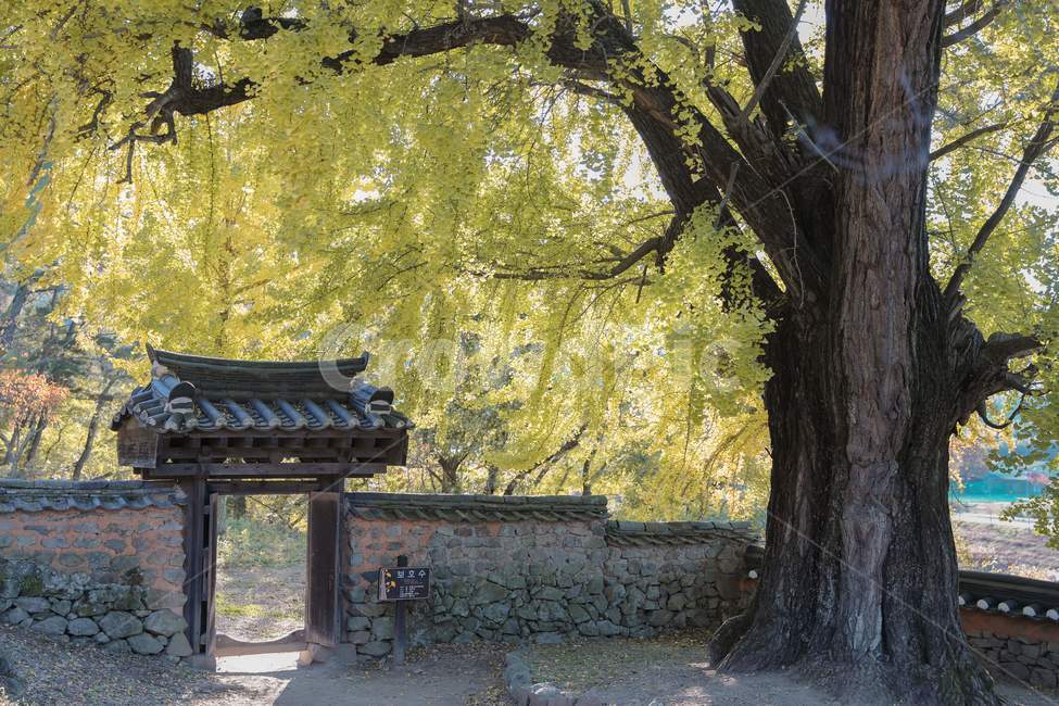 tree,나무,은행나무,전통건축,한옥,담,기와,고목,가을,감성사진,traditional,koreanstylehouse,wall,oldtree,fall,가을,계절,fall,autumn,season,한국전통,한국문화,korean traditional,korean culture,식물,자연,plants,nature,나무,trees,wood