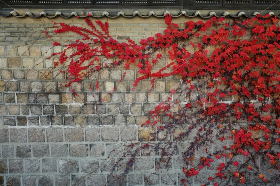 담벼락,담쟁이,담쟁이넝쿨,단풍,돌담,가을,가을,계절,fall,autumn,season,한국전통,한국문화,korean traditional,korean culture,식물,자연,plants,nature,walkway,보도,path,통로