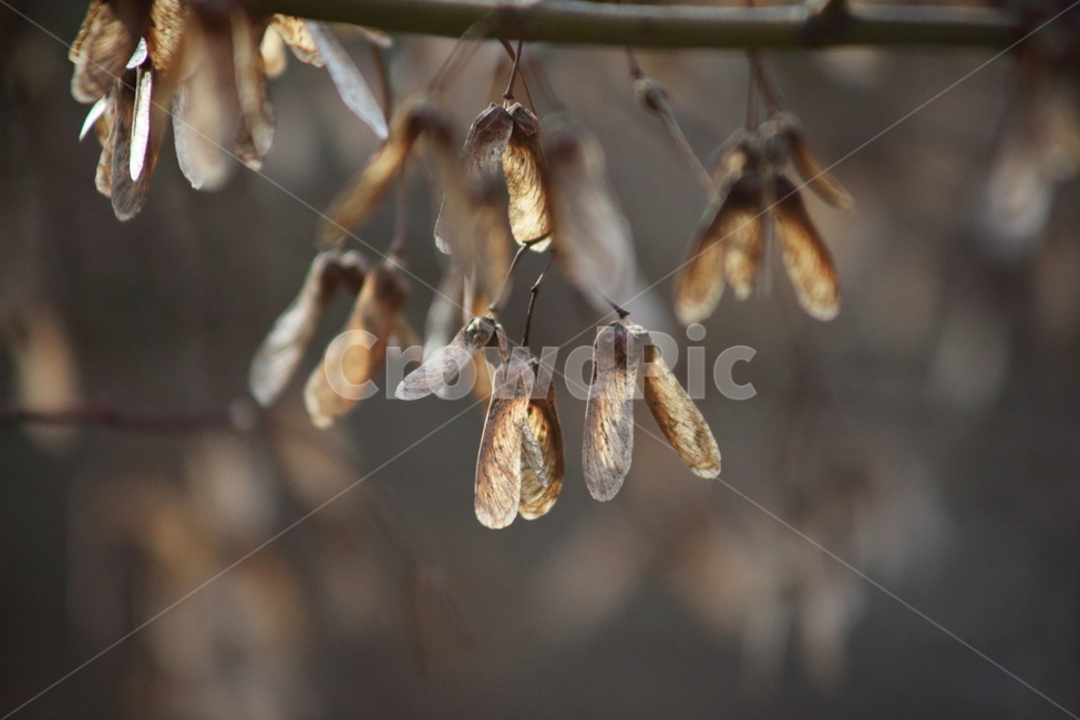열매,단풍나무,가을,seed,plant,가을,계절,fall,autumn,season,식물,자연,plants,nature