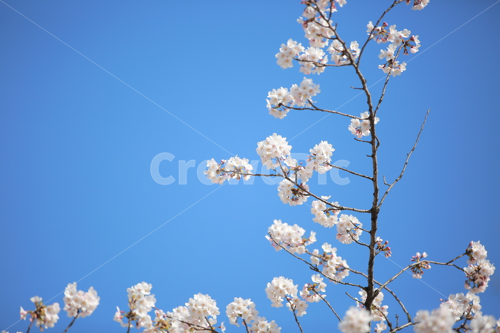 벚꽃,봄,궁,서울,하늘,맑은하늘,꽃,캐논,5dmark3,봄,계절,spring,season,식물,자연,plants,nature,꽃,flower,plant,blossom