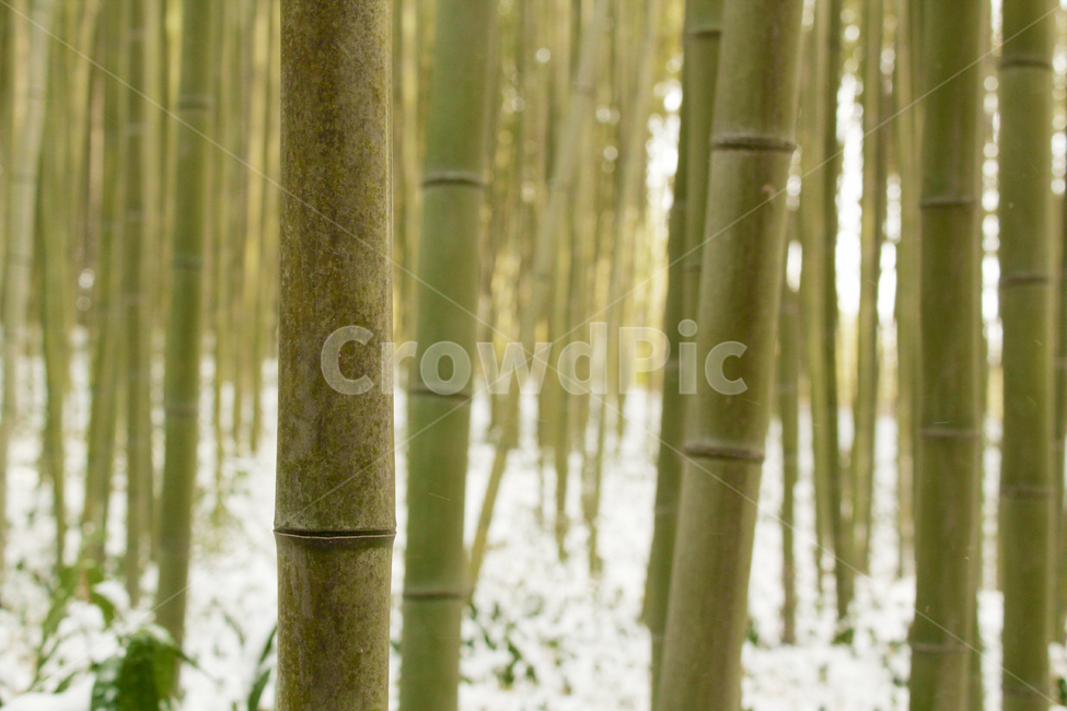 대나무,대나무숲,겨울,겨울대나무숲,눈,식물,plant,겨울숲,겨울대나무,겨울,계절,winter,season,자연,풍경,nature,landscape