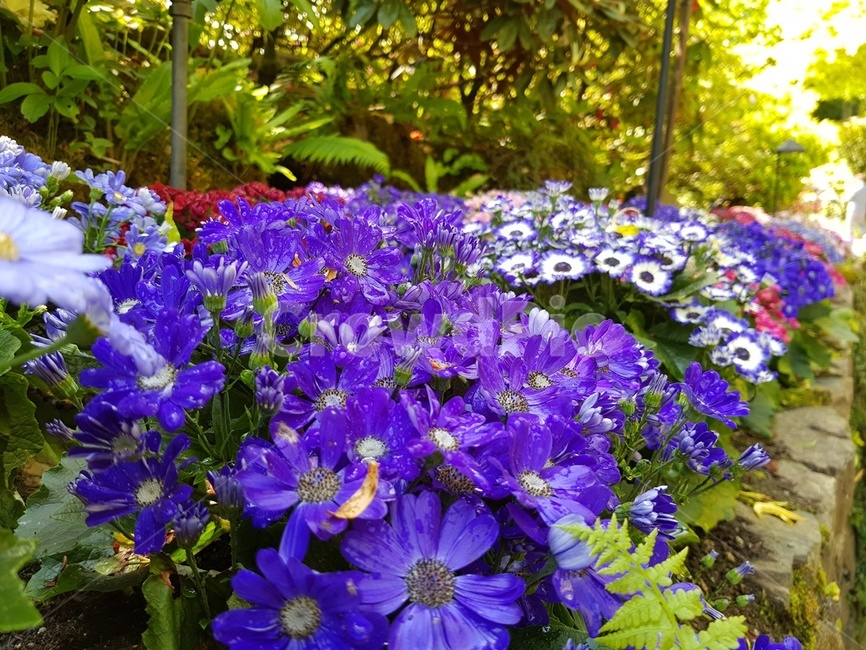 숲속,나무,가든,정원,꽃,봄,여름,식물,자연,plants,nature,꽃,flower
