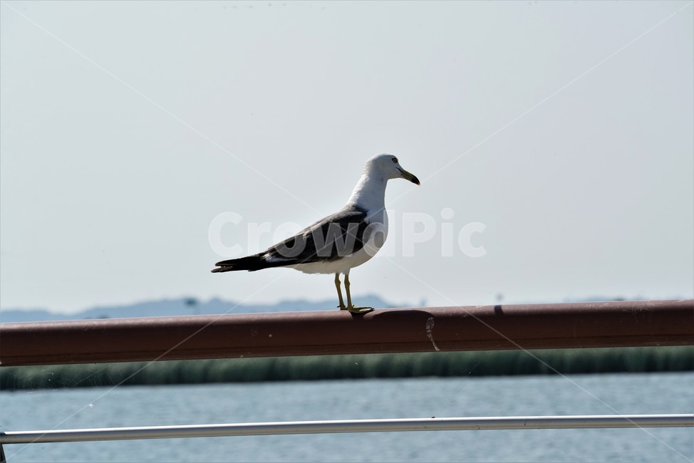 갈매기,도요목,commongull,새,조류,물새류,gull,괭이갈매기
