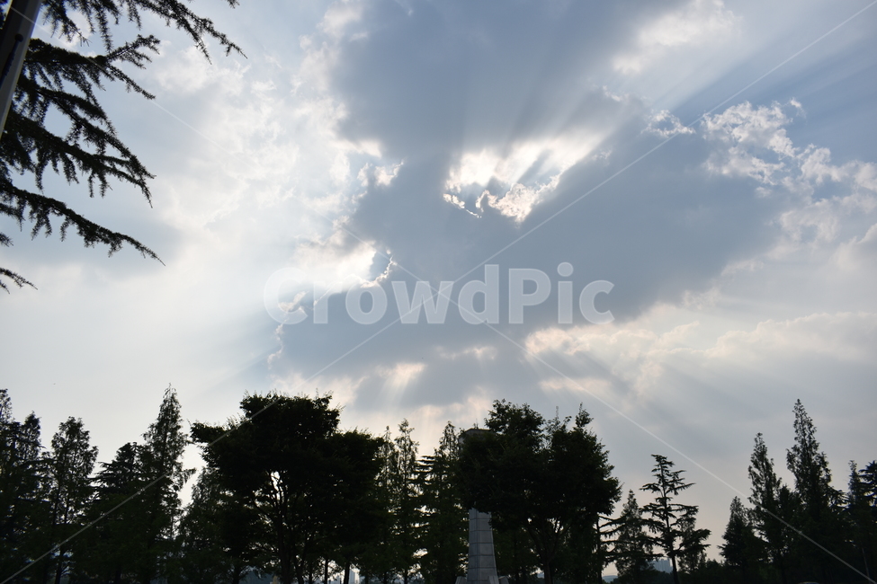 하늘,여름하늘,나무,햇빛,빛,구름,푸른,몽환적,압도적,자연,풍경,nature,landscape,tree,plant,식물,outdoors,옥외