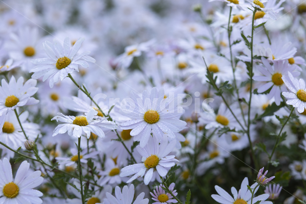 꽃,구절초,자연,식물,plants,season,nature,outdoor,꽃축제,한국,꽃밭,korea,flower,계절,blossom,bloom,purple,beautiful,들꽃,야생화,근접촬영,가을,국화,이슬,아침,식물,자연,plants,nature,꽃,flower